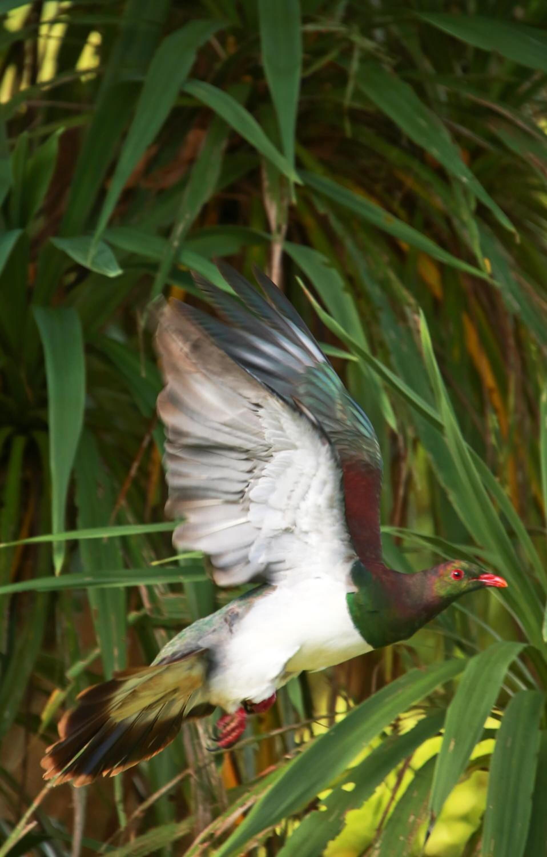 A bird in flight with a red beak and green head, surrounded by green foliage.