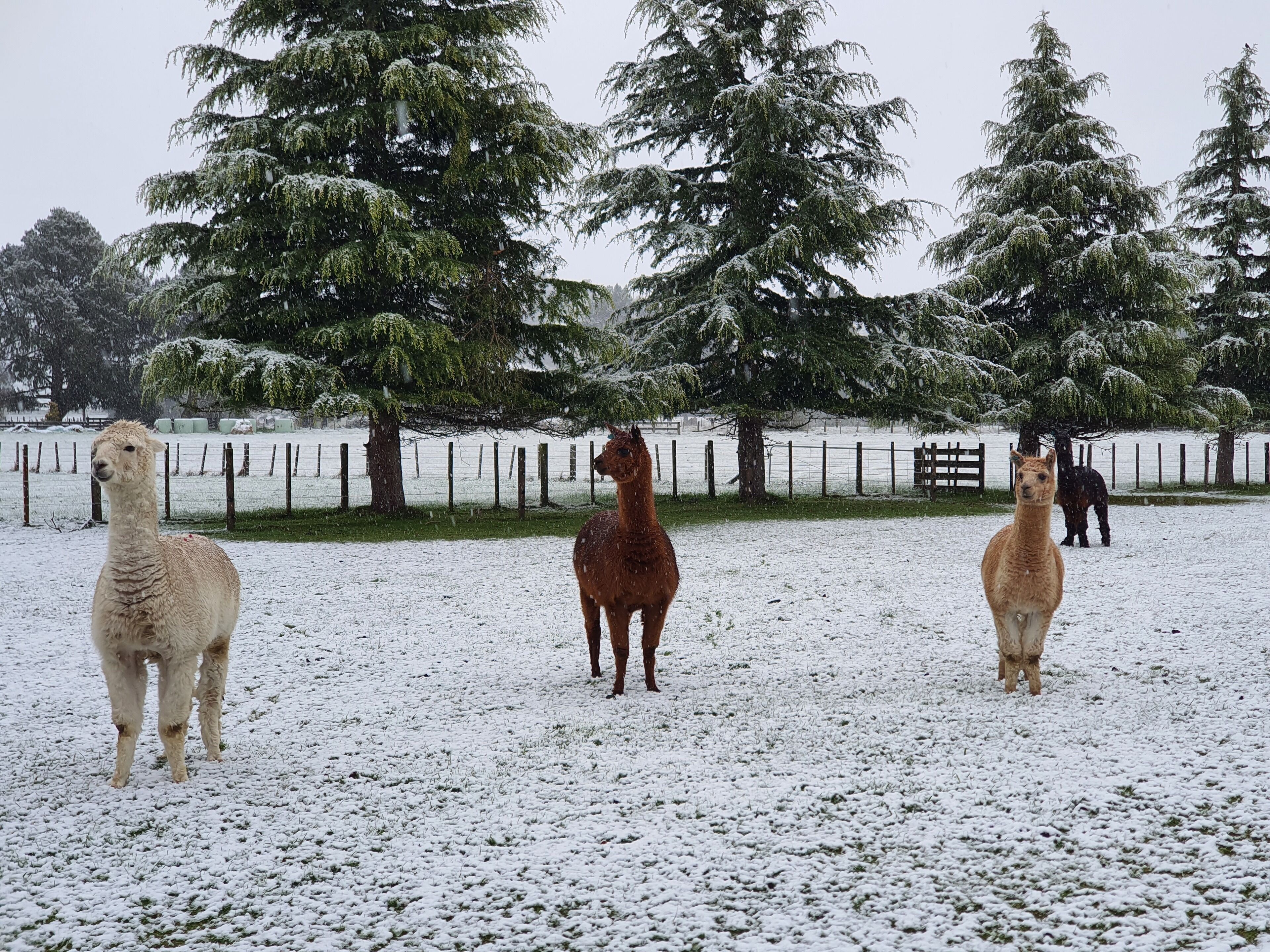 A snowy outdoor area with three llamas standing in a fenced enclosure.