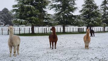 Un espacio exterior nevado con tres llamas de pie en un recinto cercado.