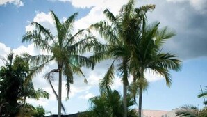 A swimming pool with palm trees, a fenced area, and a building in the background.