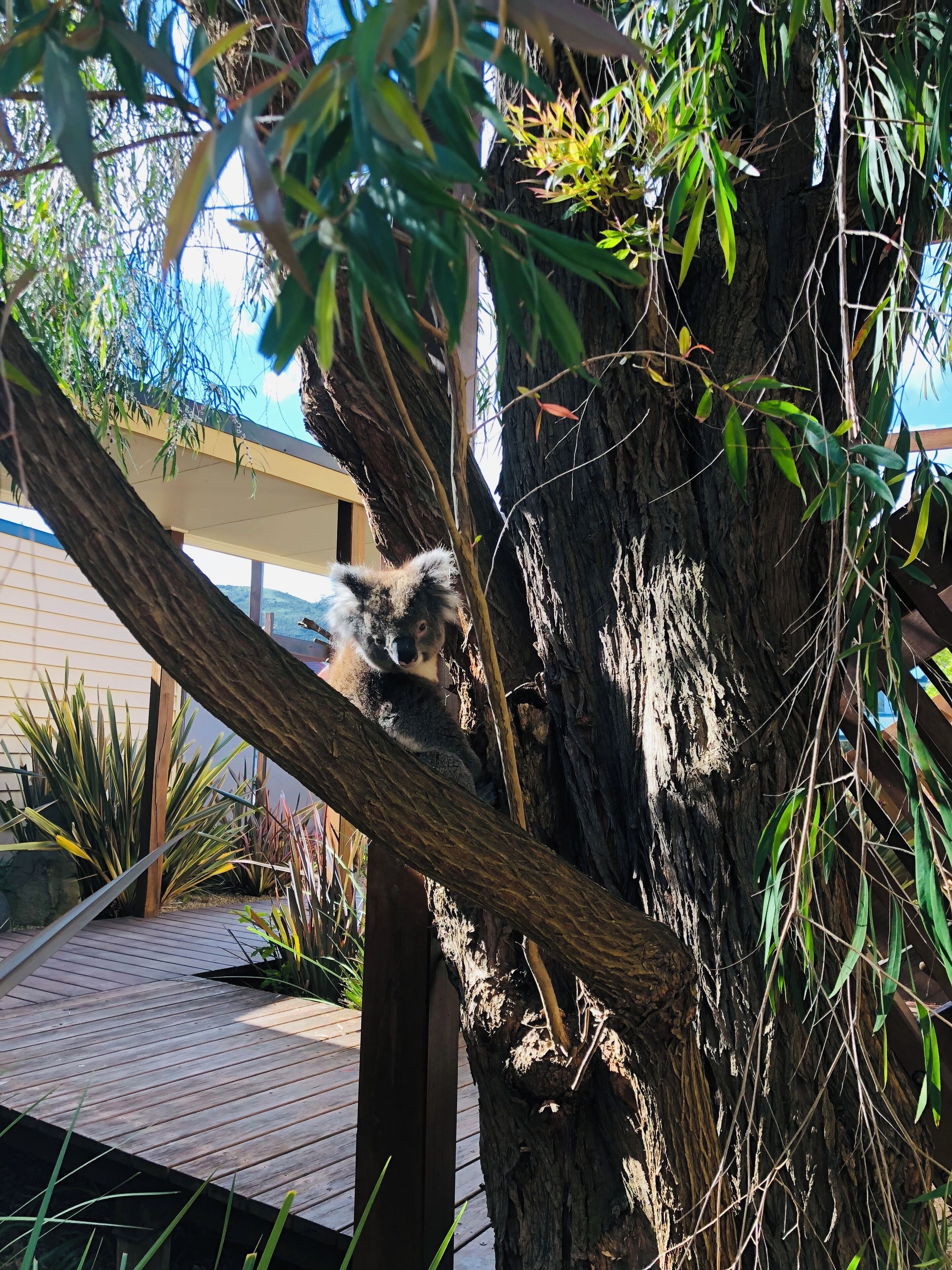 Un koala aferrado a un tronco de árbol en un área ajardinada con una terraza de madera y diversas plantas.