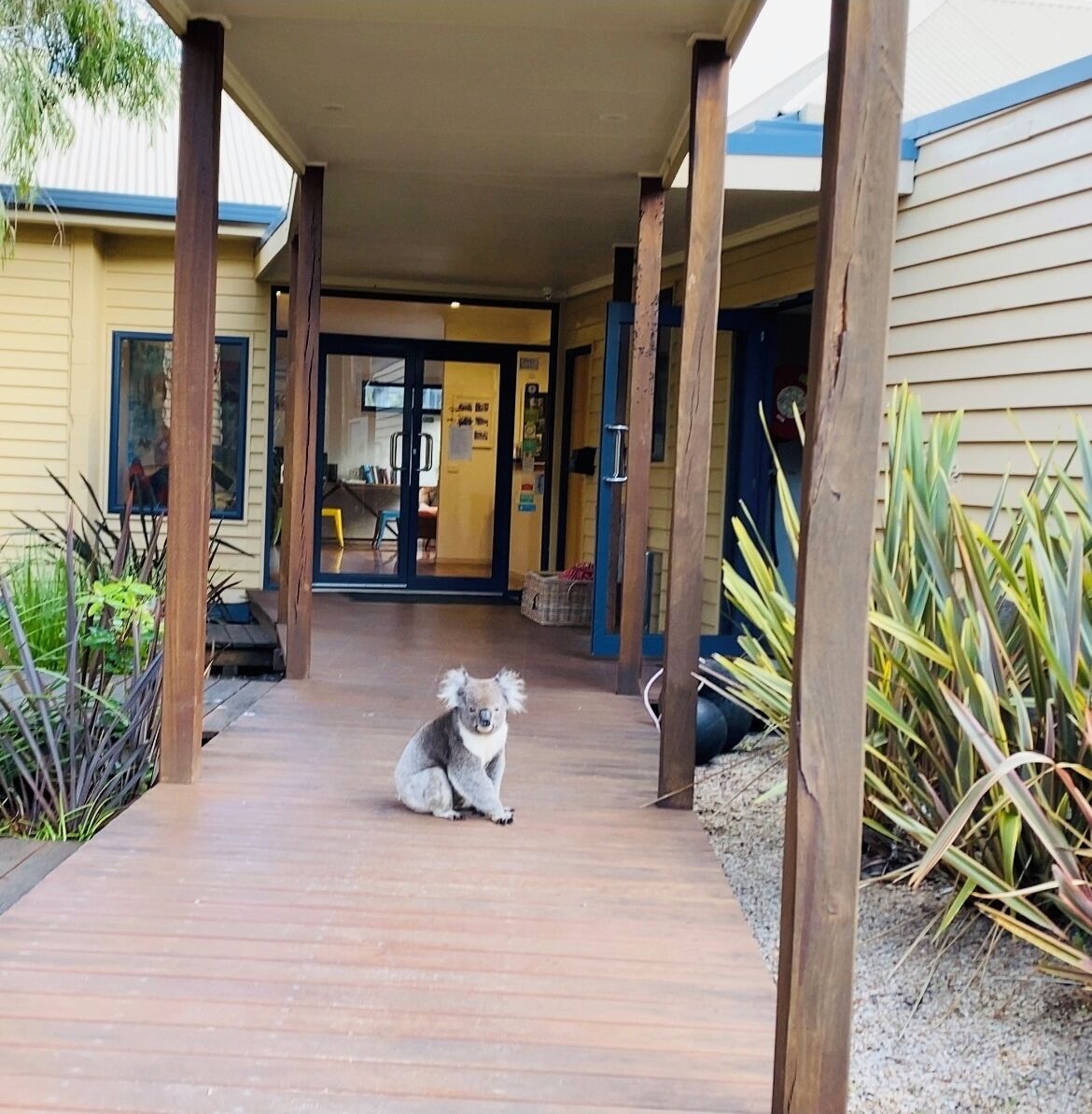 A wooden deck with a koala sitting in the center.