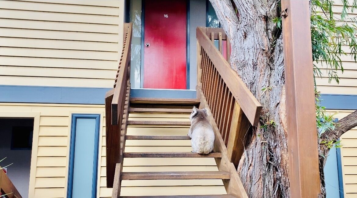 A dog sitting on a wooden staircase outside a building with a red door and a blue window.