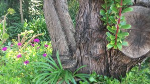 Ein Baumstamm, umgeben von grünem Laub und rosafarbenen Blüten.