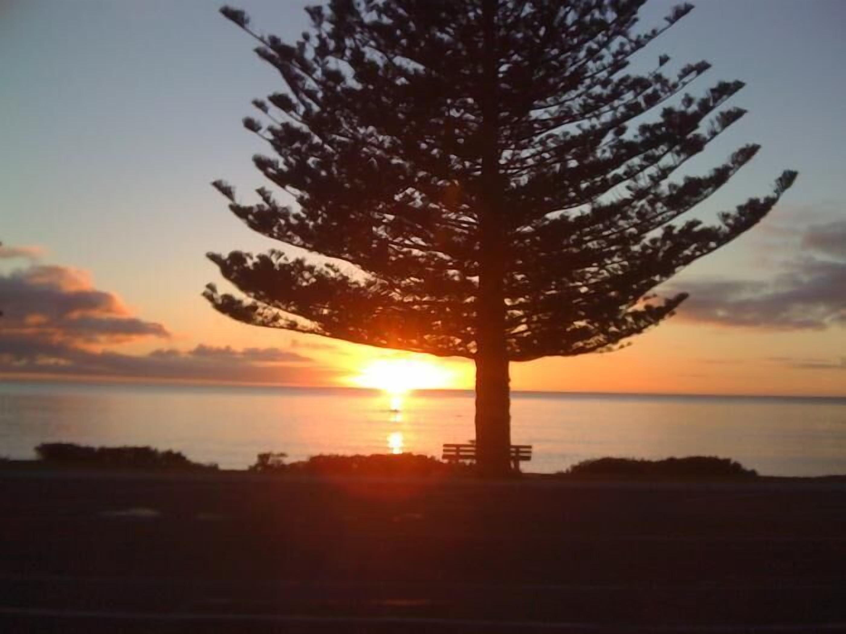 A solitary tree with a bench in the foreground, set against a sunset over a body of water.