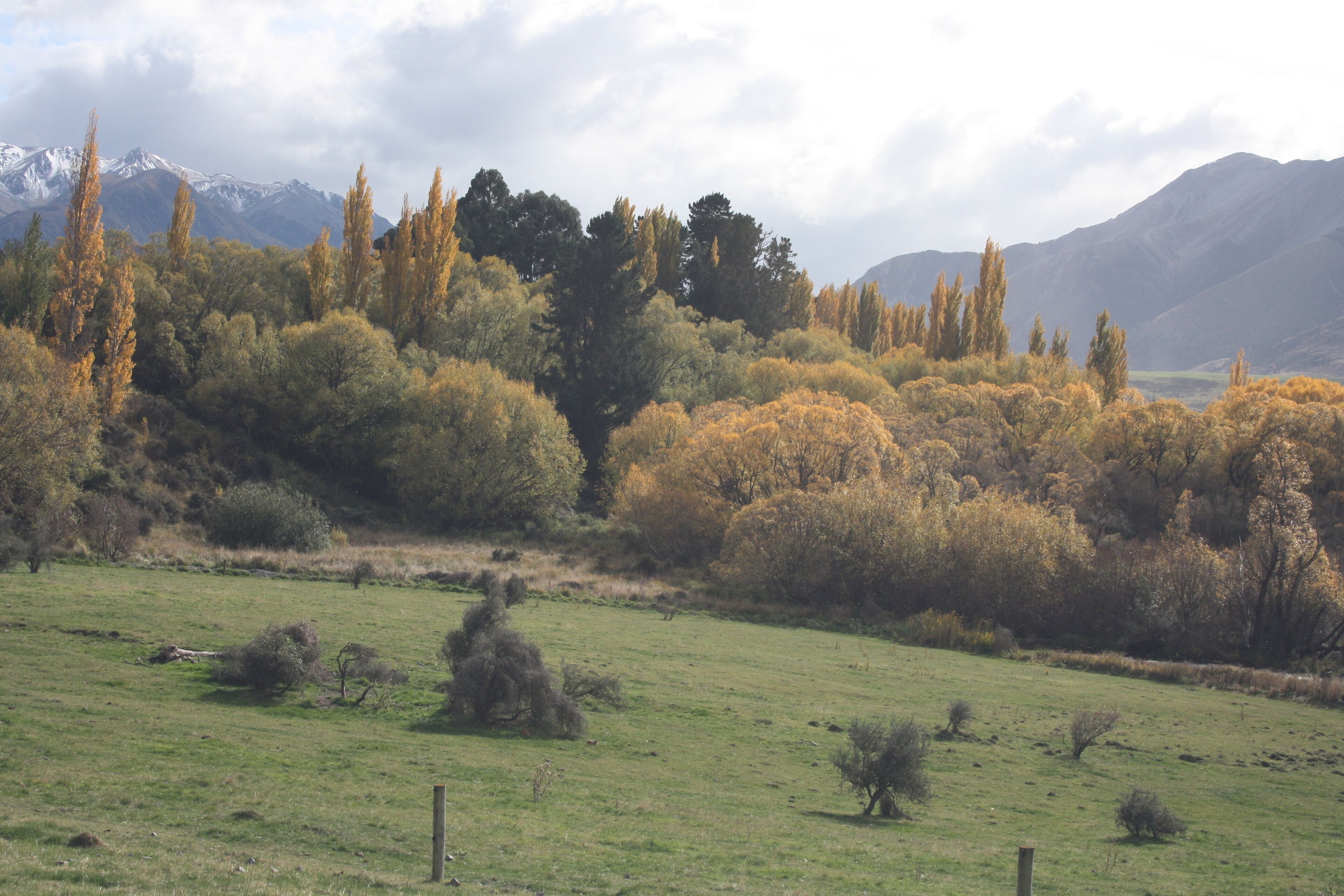 Un paysage rural avec un champ d’herbe, des arbres et des montagnes en arrière-plan.