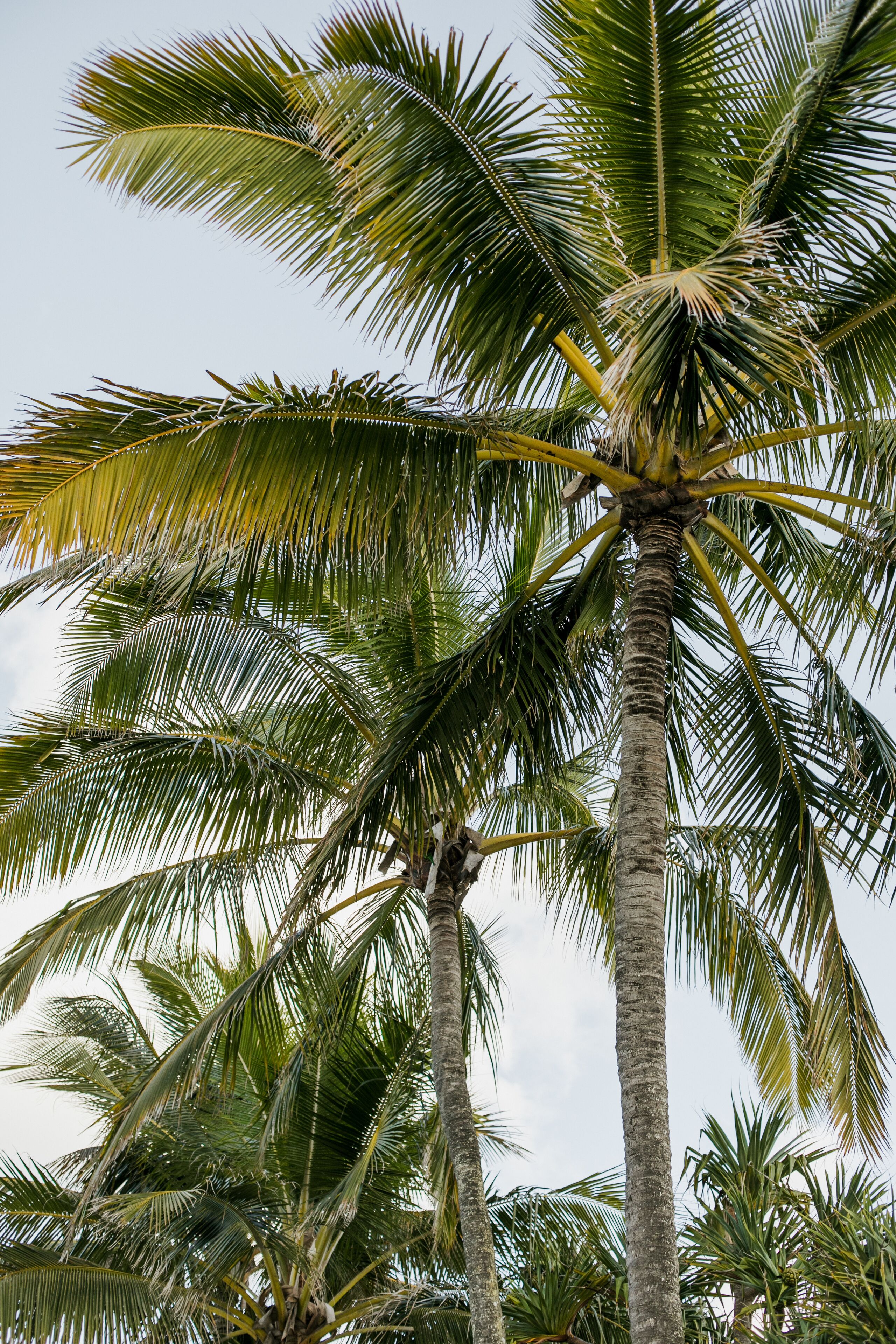 on the beach, white sand, sun-loungers, beach umbrellas