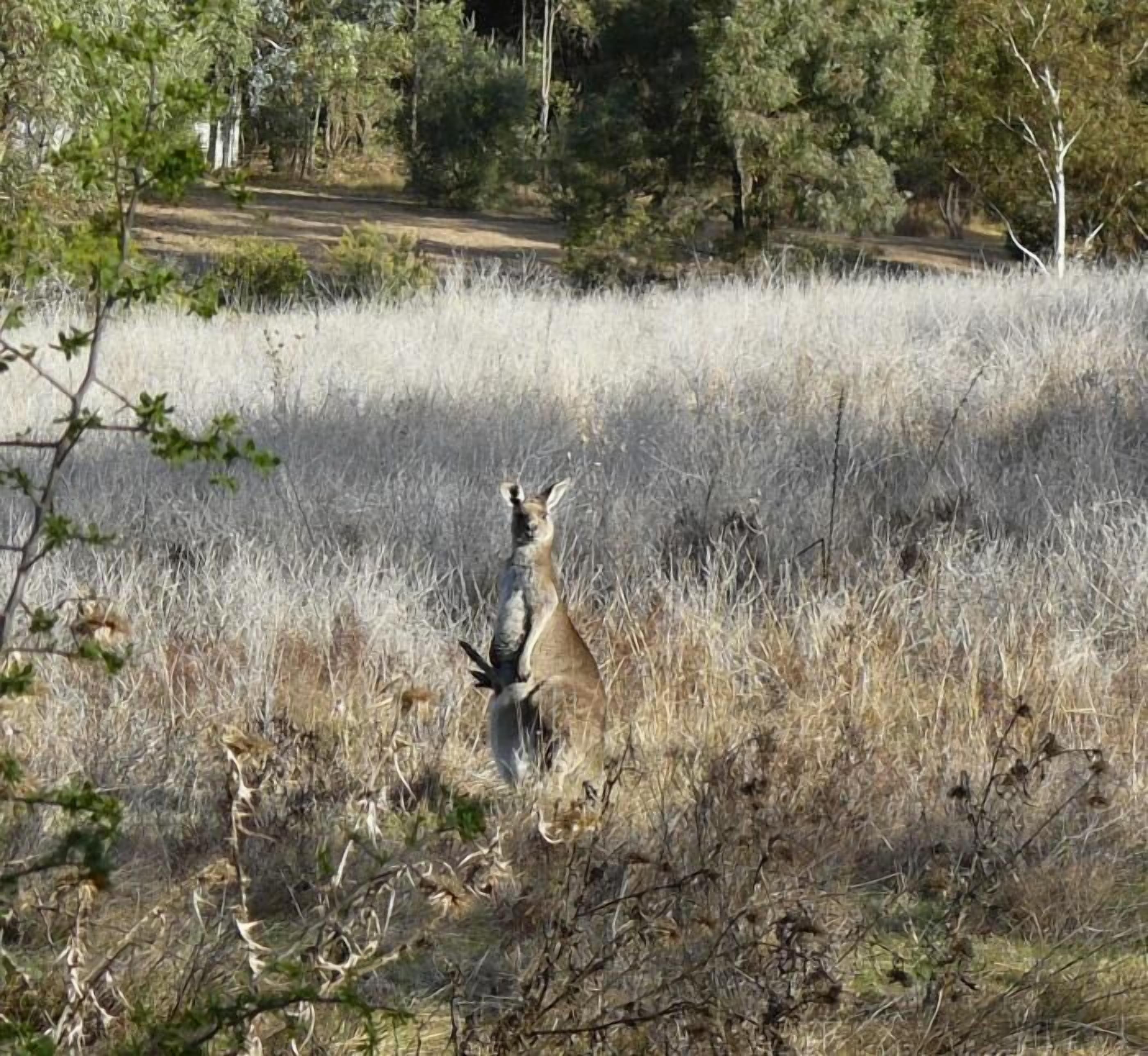 Un canguro en una pradera seca con algunos árboles dispersos al fondo.