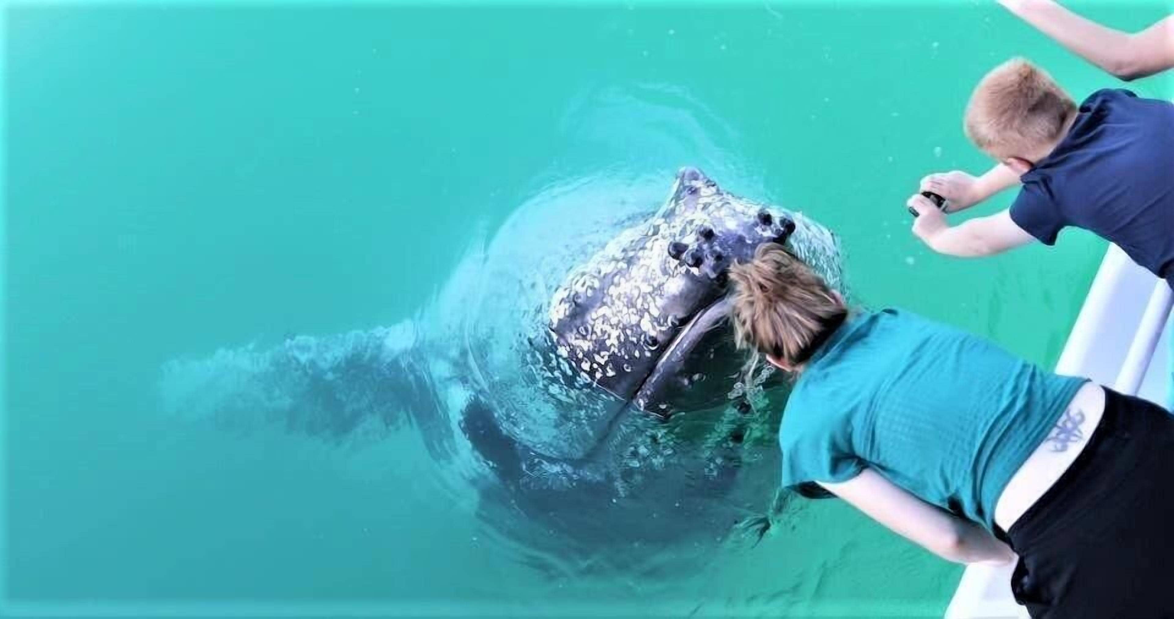 A person swimming with a large marine animal in a clear blue water environment.