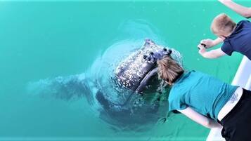A person swimming with a large marine animal in a clear blue water environment.