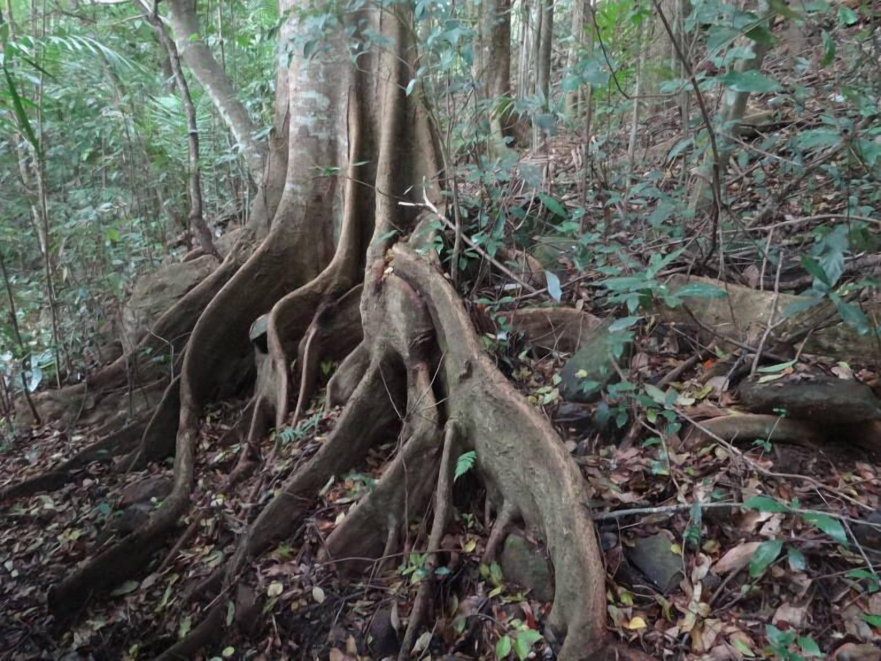 A dense forest with large tree roots spreading across the ground.