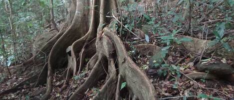 A dense forest with large tree roots spreading across the ground.