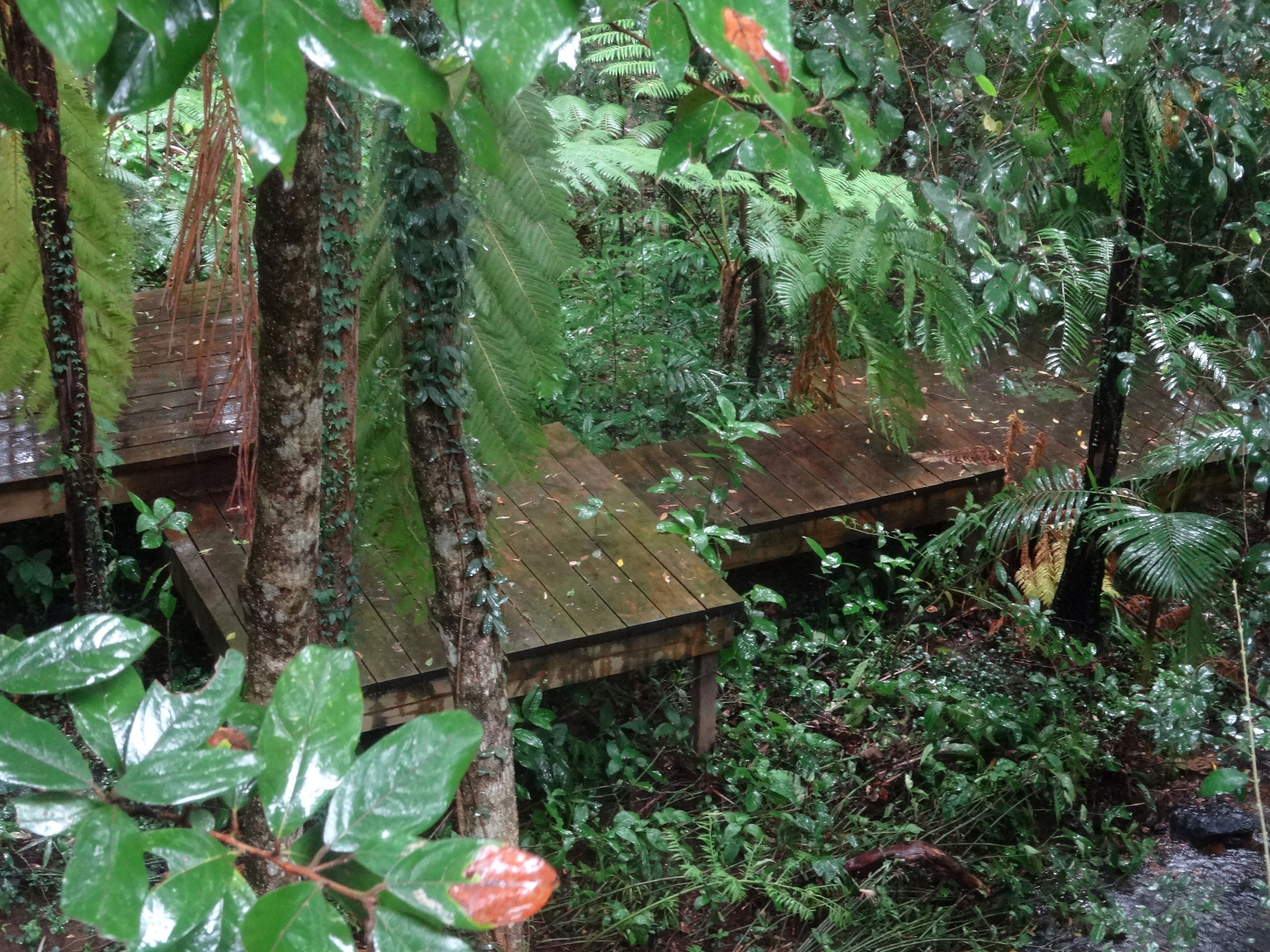 Dreamtime: Rainforest Treehouse | View from room