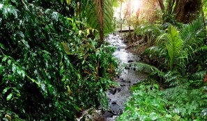 The Escape: Rainforest Treehouse | Property grounds - Treetops Accommodation Montville (Flaxton)