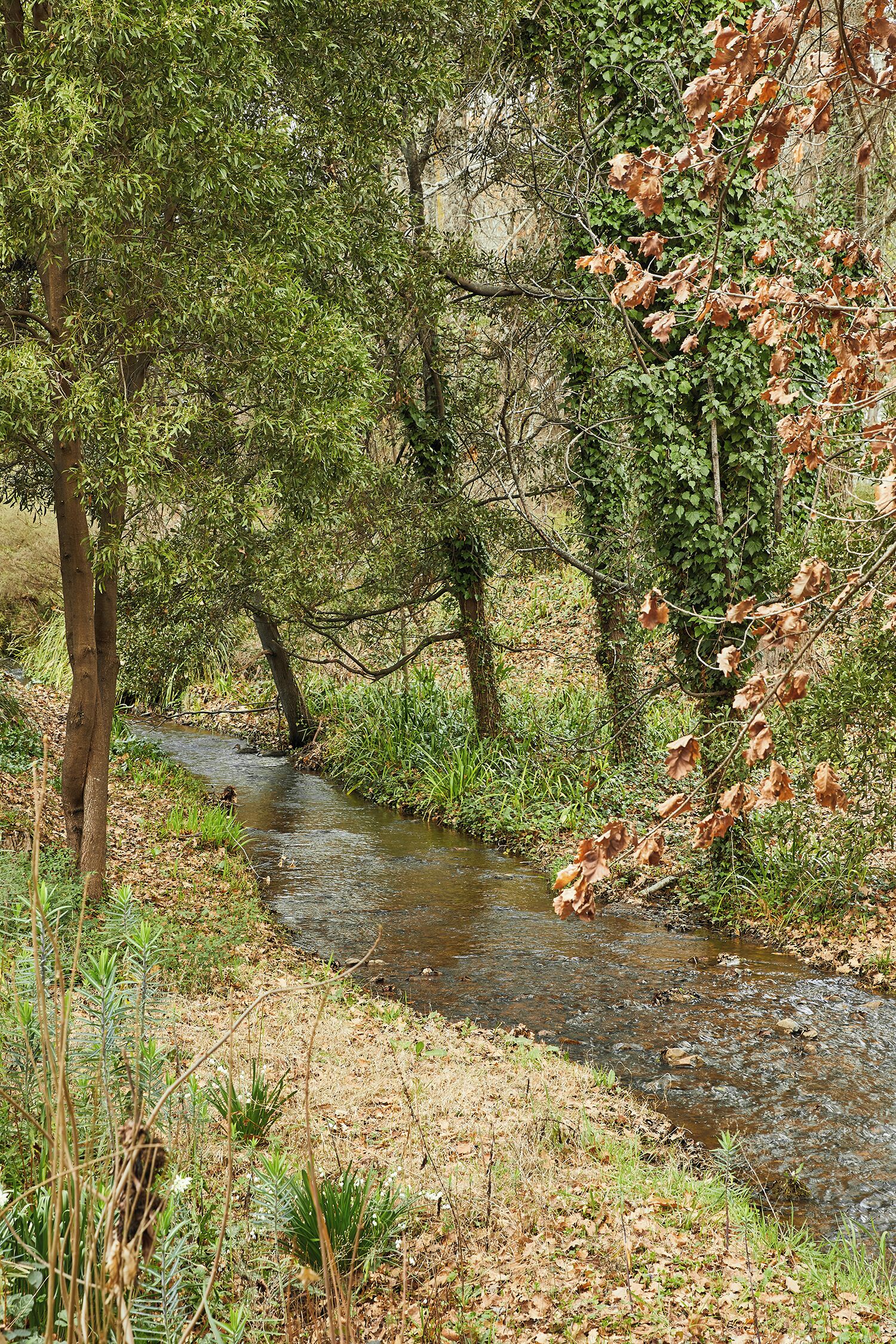 A natural stream flowing through a wooded area with dense foliage and trees.