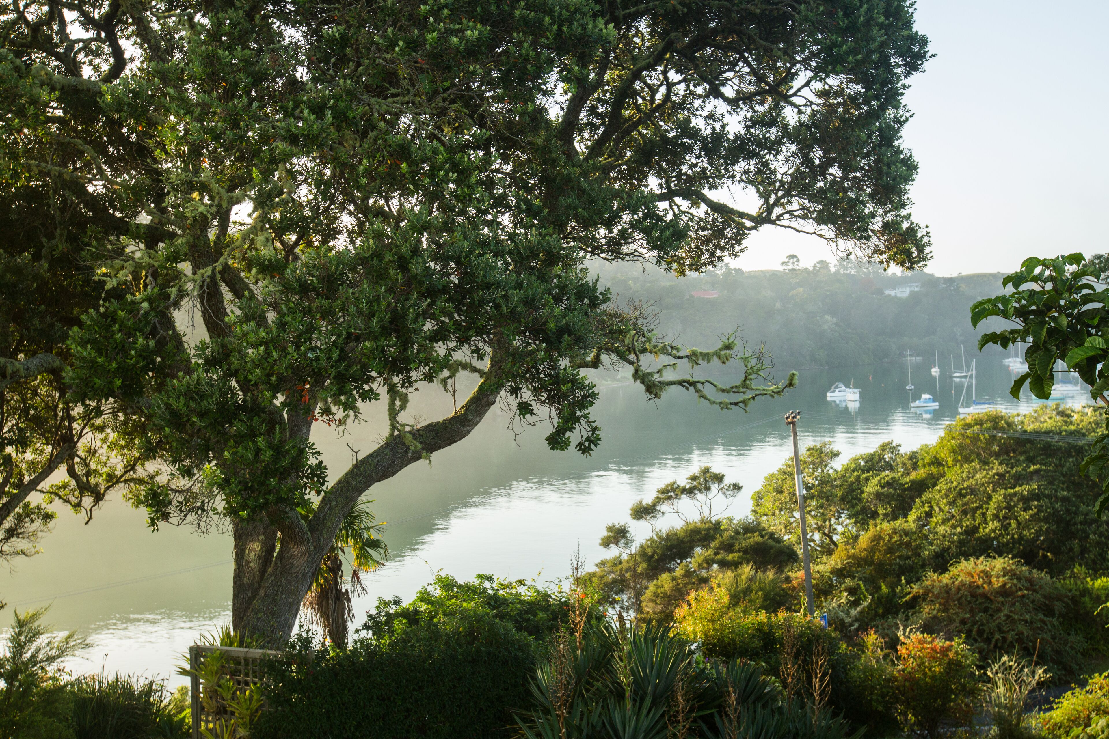 Un gran árbol con follaje denso en primer plano, un lago tranquilo con barcos y una vista distante de un paisaje montañoso.
