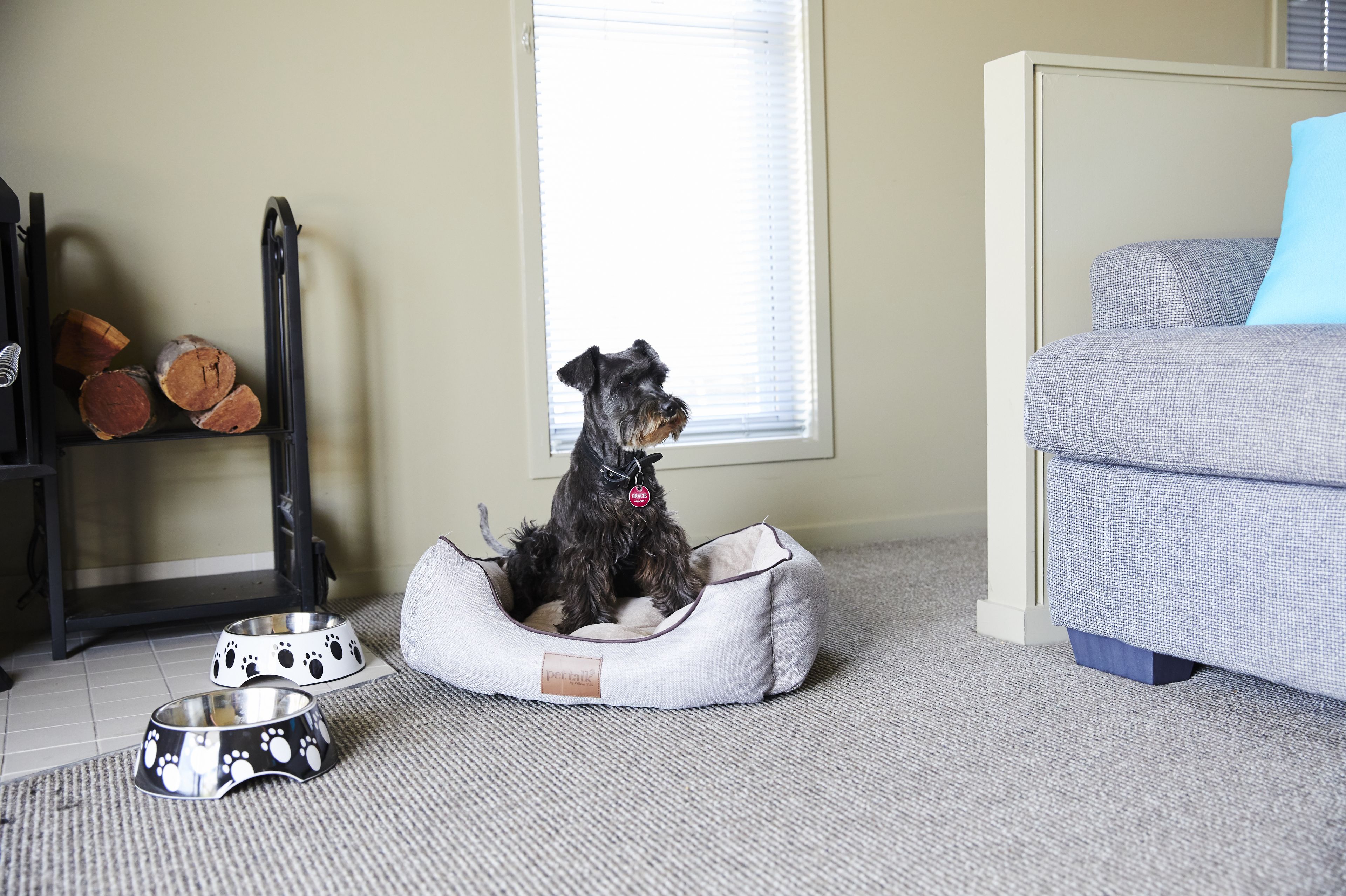 A dog in a pet bed, two pet bowls, a window, and a couch.