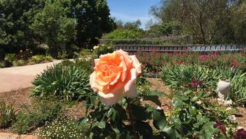 A garden with a prominent peach-colored rose in the foreground, surrounded by various plants and flowers.