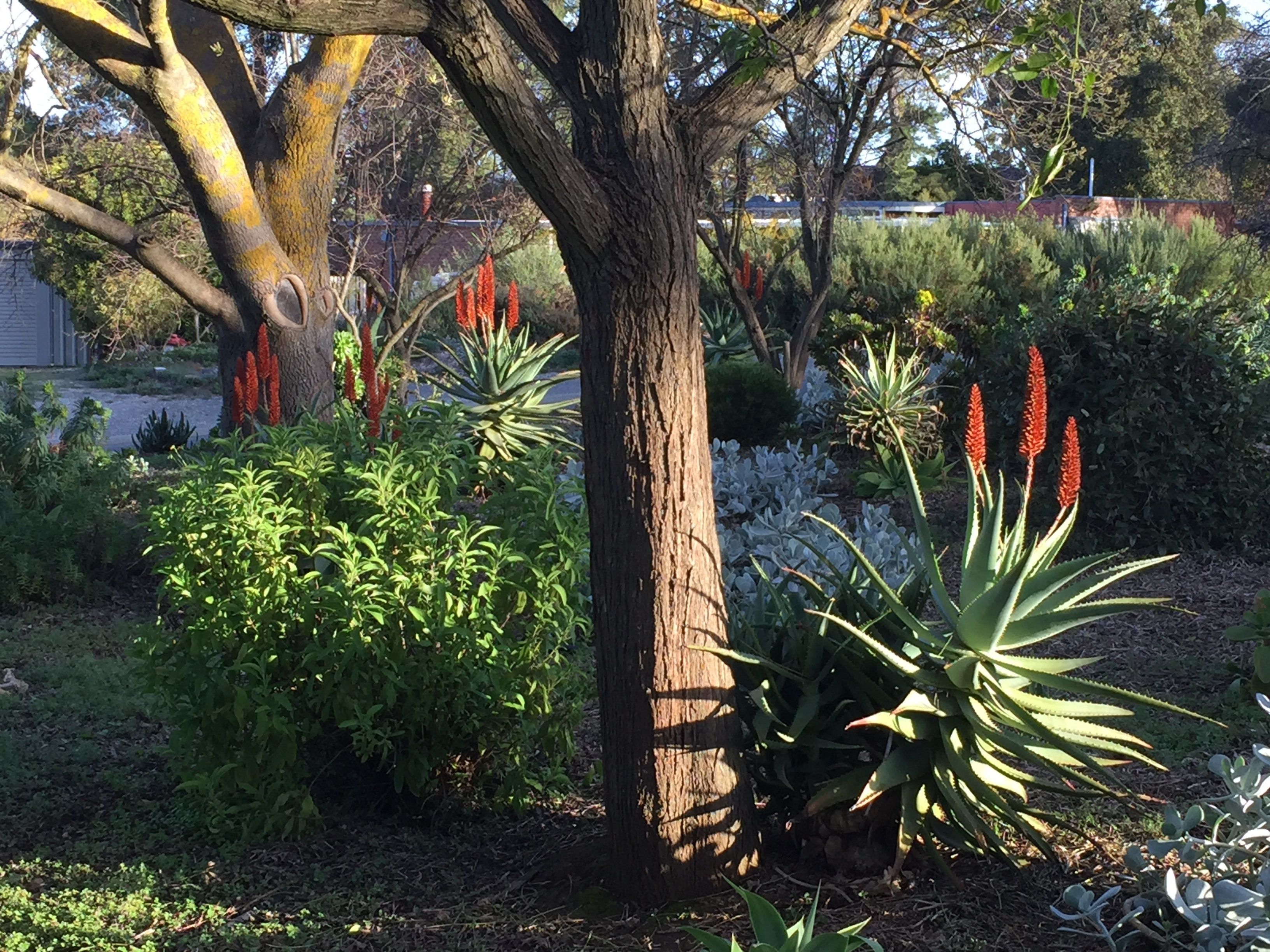 A garden with a large tree, various shrubs, and flowering plants.