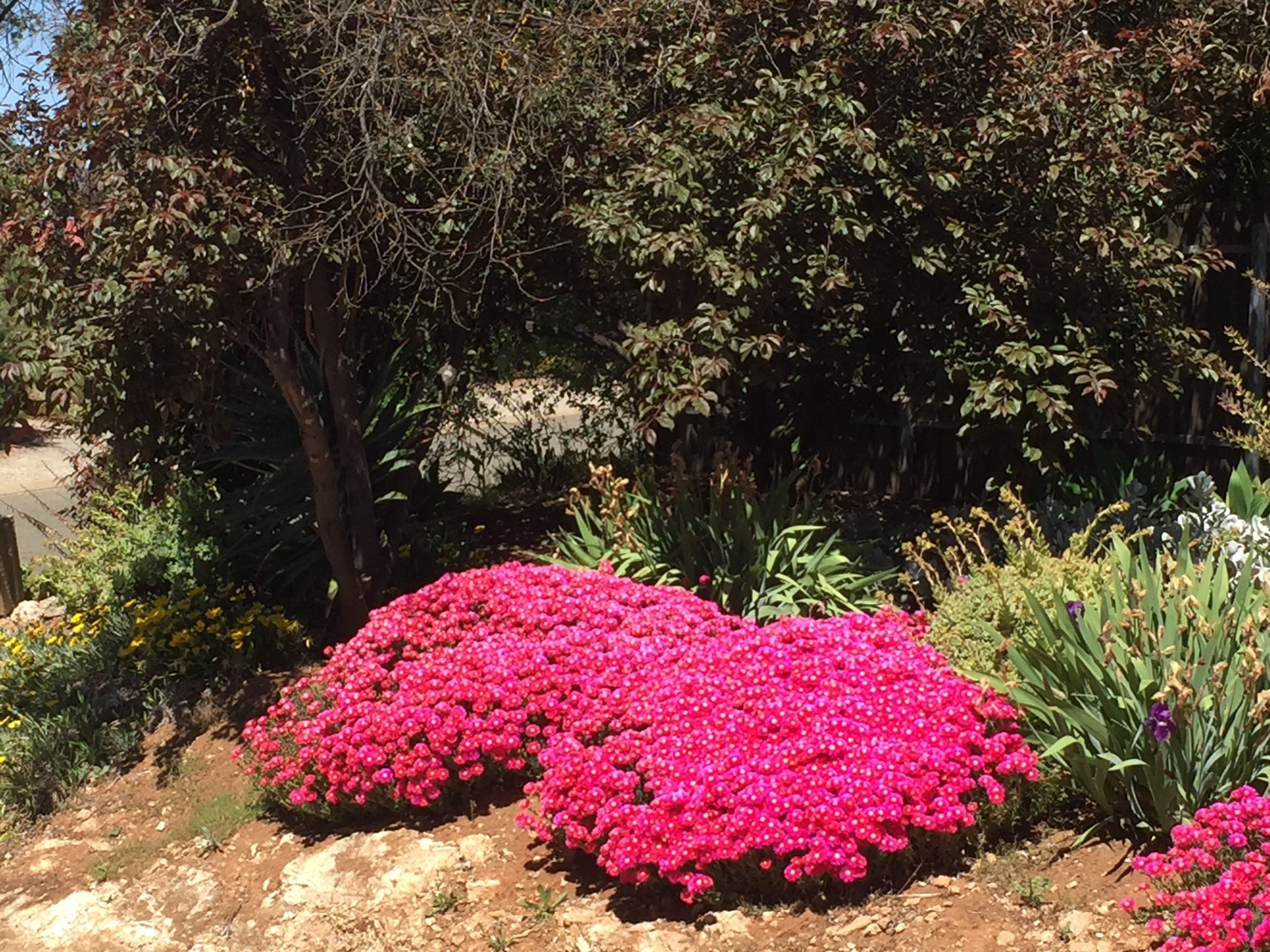 A garden with pink flowers and various plants.