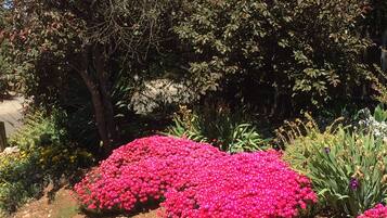 A garden with pink flowers and various plants.