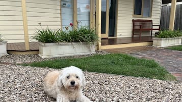 A dog lying on gravel in front of a house with a wooden deck and a bench.