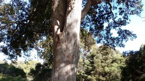 Uma grande árvore com tronco robusto e folhagem densa em um parque.