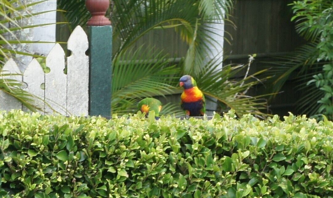Un ave, presumiblemente un loro, posada en una cerca con abundante follaje verde de fondo.