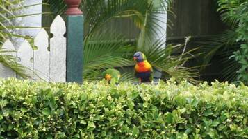 Un ave, presumiblemente un loro, posada en una cerca con abundante follaje verde de fondo.