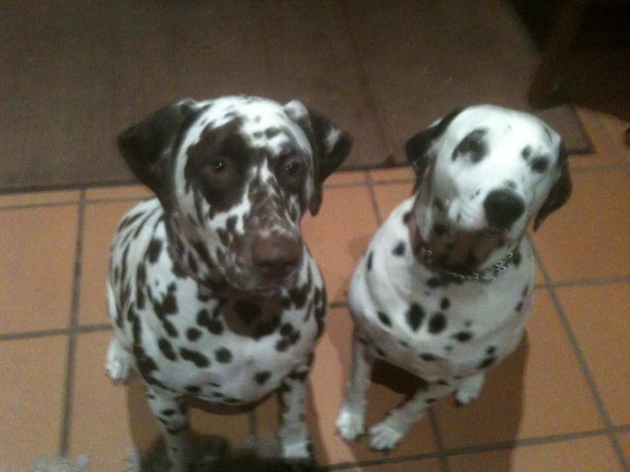 Two dogs with black and white spots standing on a tiled floor.