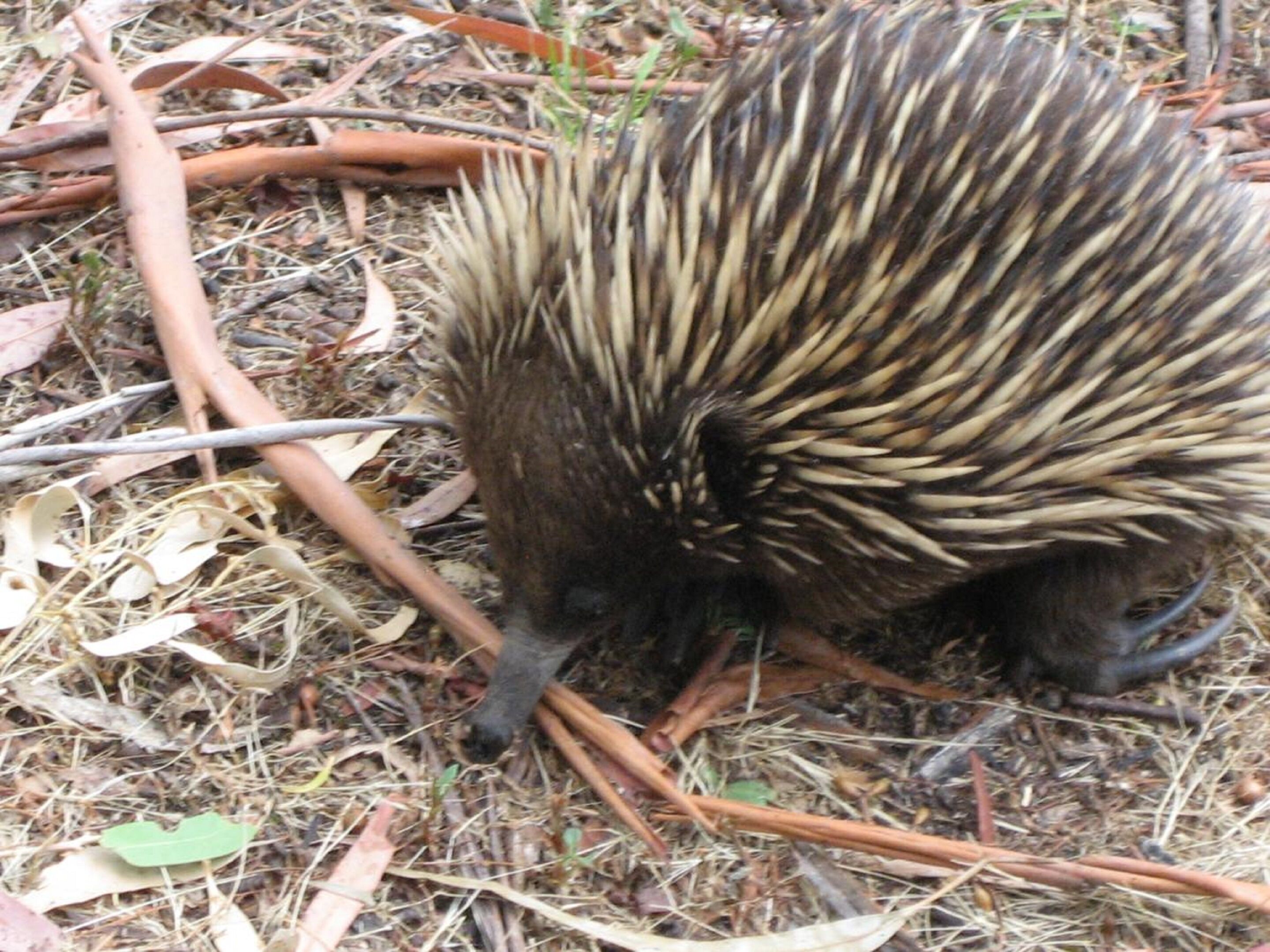 An echidna on the ground surrounded by dry leaves and twigs.