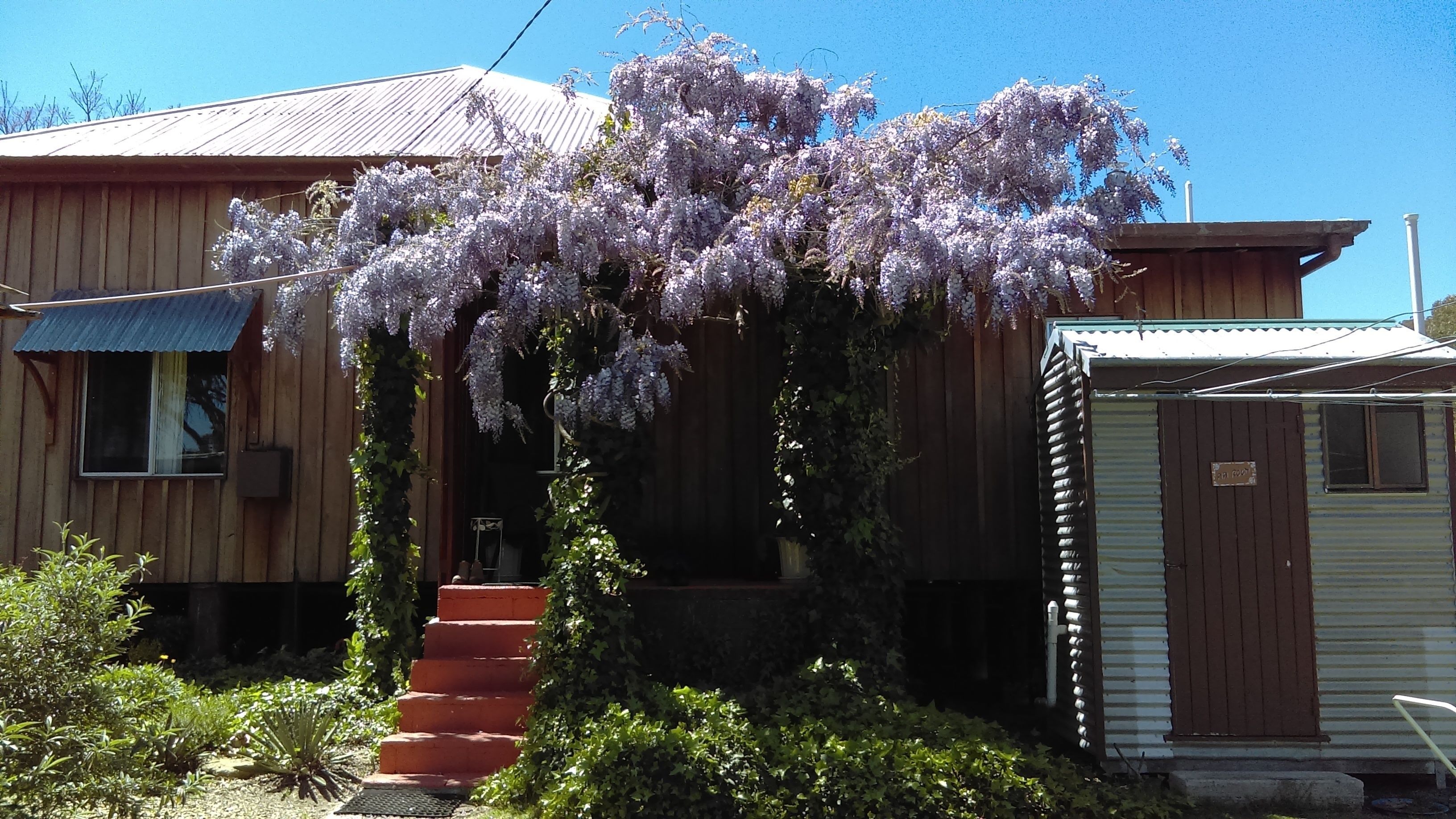 A wooden house with a porch covered by purple flowers, a small attached shed, and a set of stairs leading to the entrance.