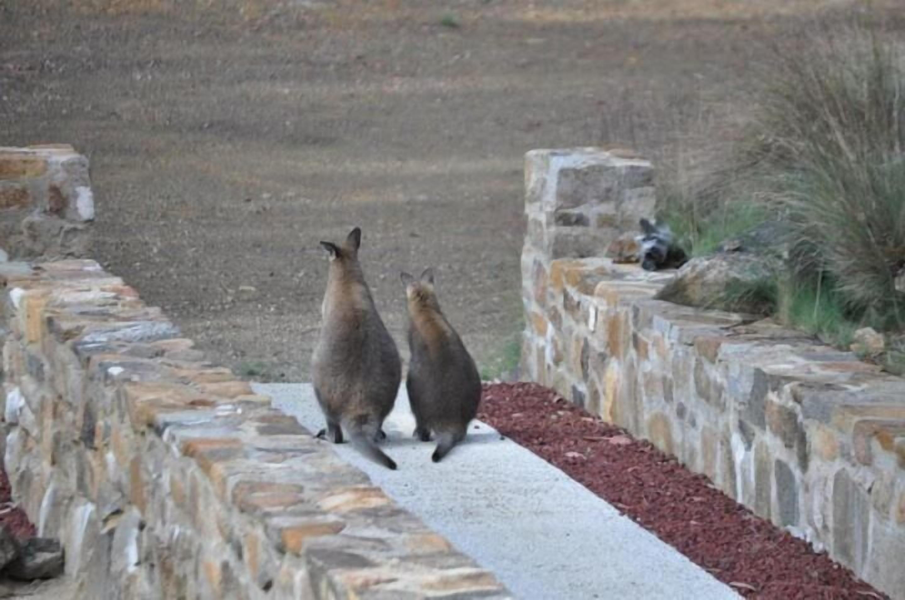 Due canguri in piedi su un sentiero di pietra.
