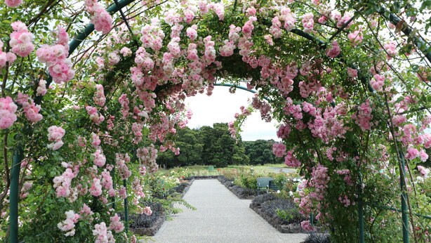 A garden pathway under a pink flowering arbor. - Bk's Counties Motor Lodge (Pukekohe)