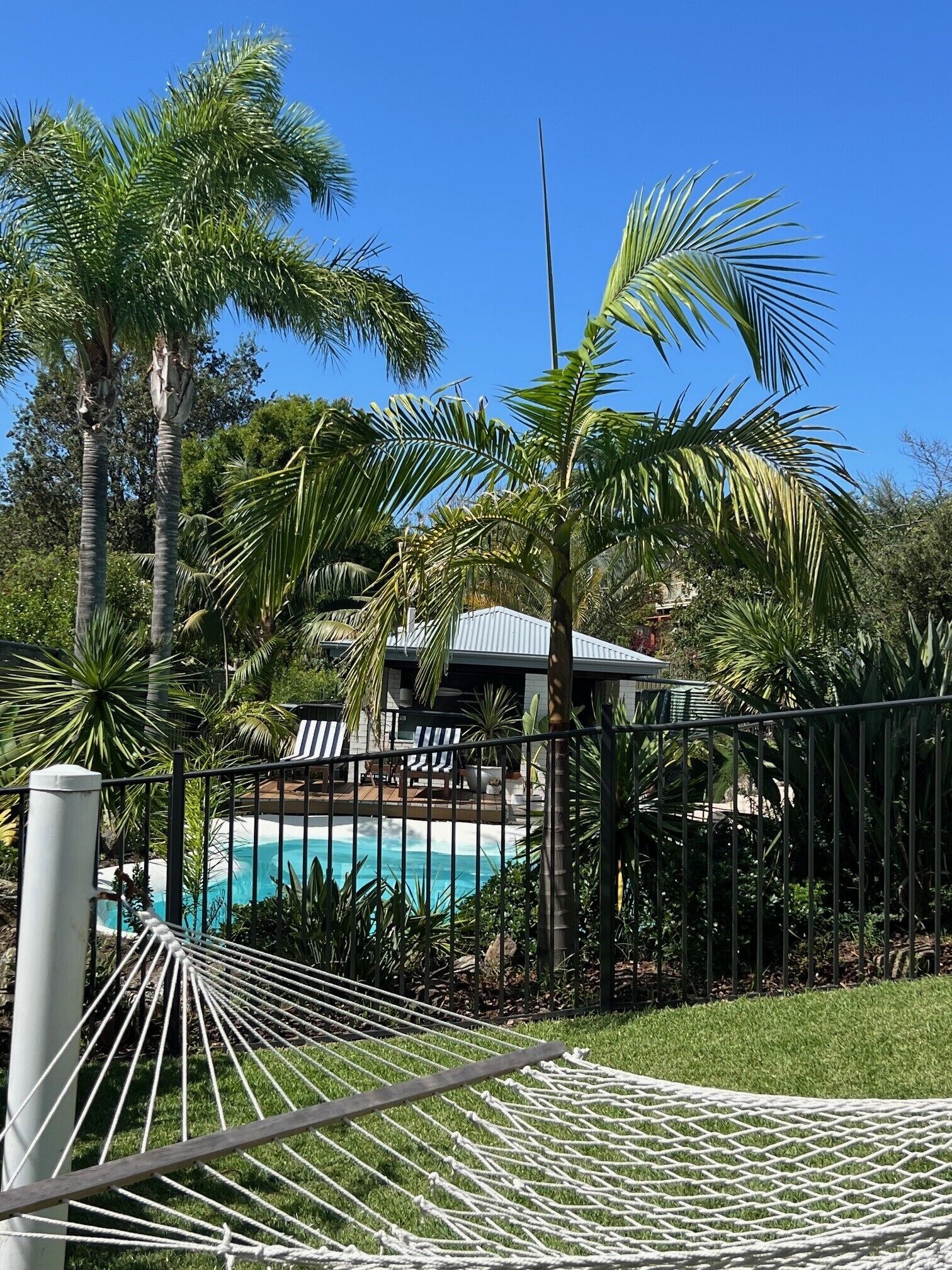 A pool area with a hammock, palm trees, and a building in the background.
