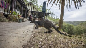 Un canguro en un sendero de tierra cerca de un edificio con un porche y una palmera.