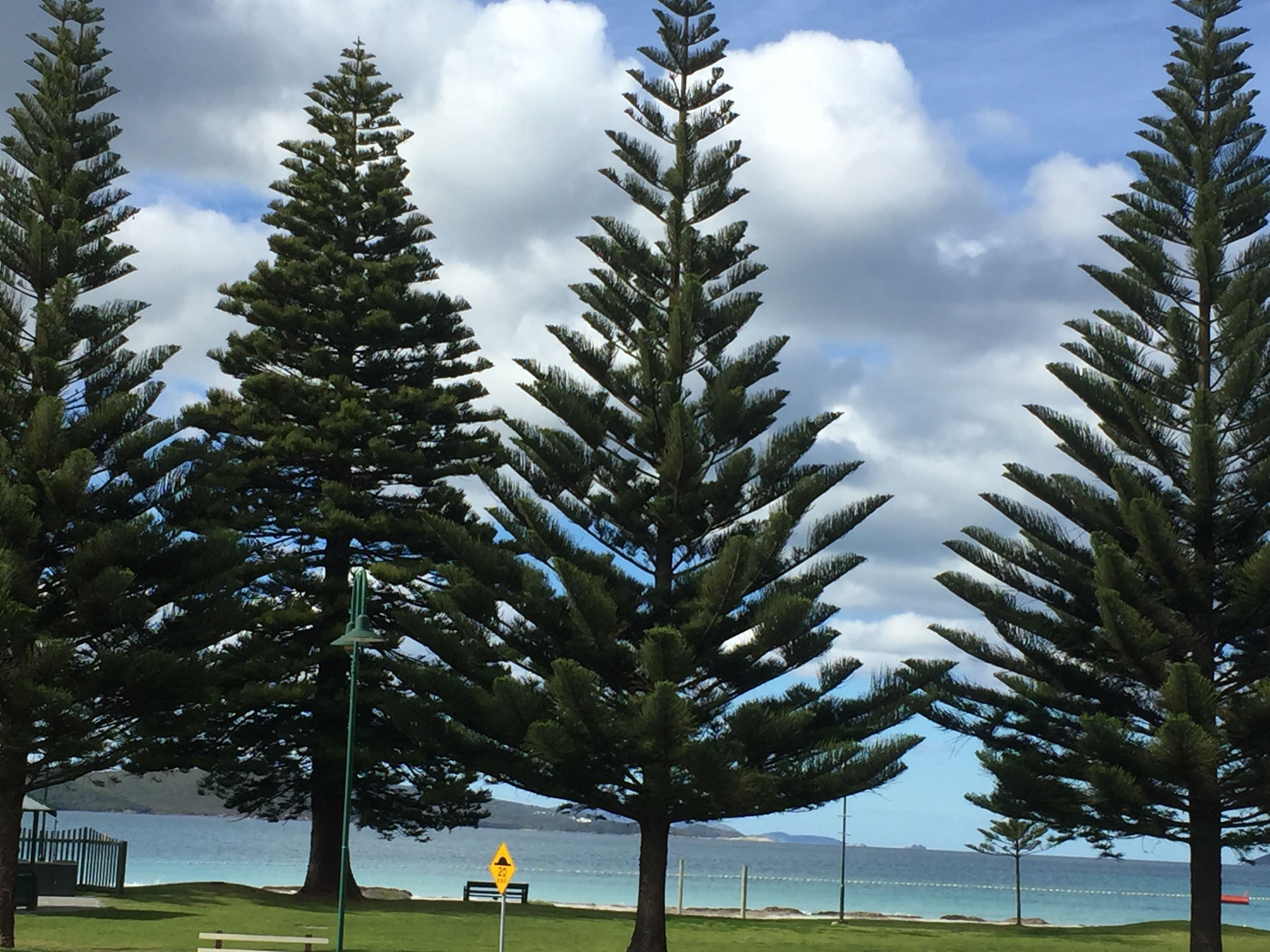 A coastal area with tall trees, a bench, and a speed limit sign.