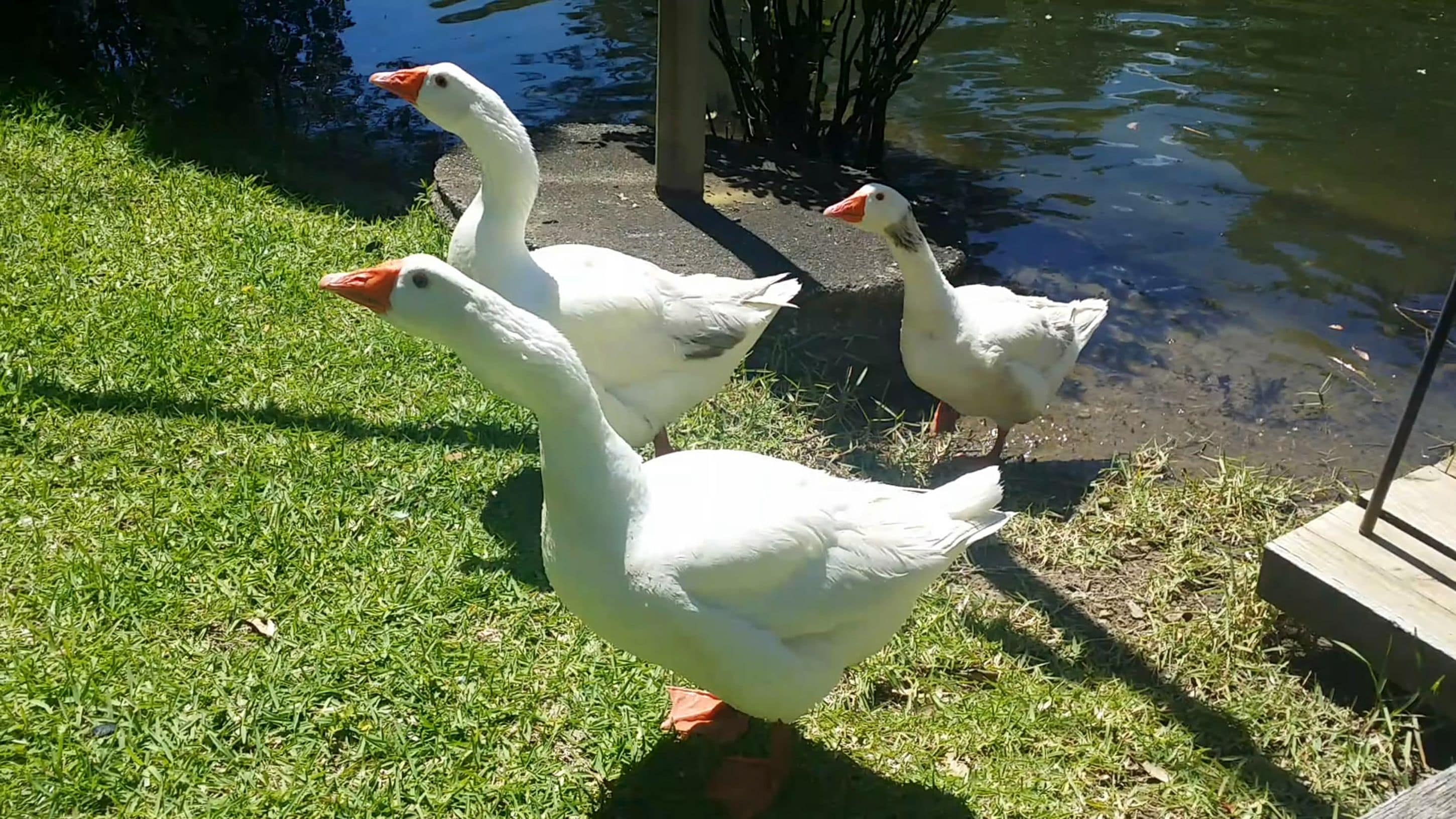 Three geese on a grassy area near a body of water.