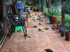 Property grounds - Tweed Valley Lodge (Bridgetown)