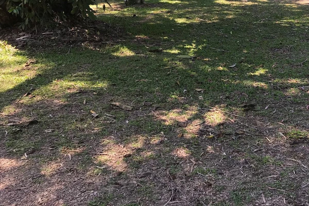 A grassy area with shadows of trees and a path.