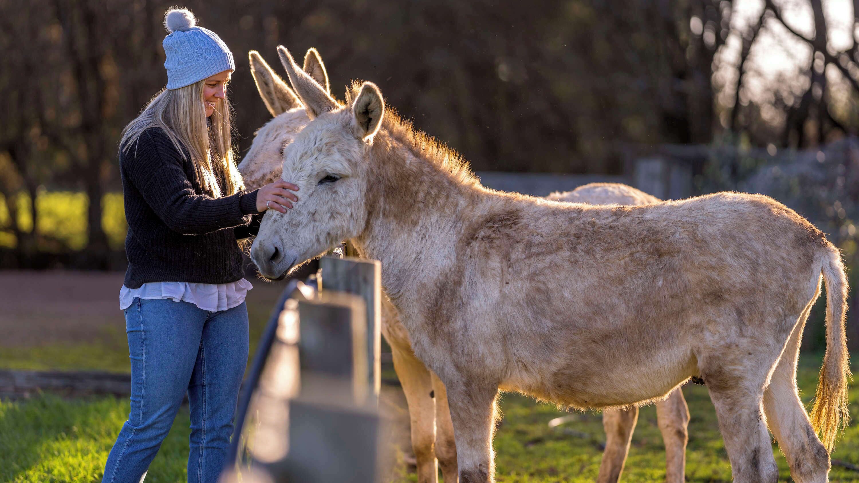 A person petting a donkey in a grassy outdoor area.