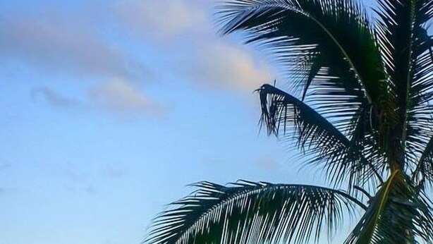 Una playa con una palmera y barcos en la arena.