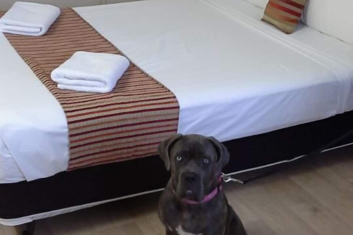 A hotel room with a bed, a striped blanket, and a dog sitting on the floor.