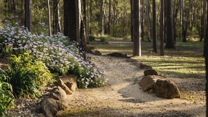 A forest path with trees and rocks. - Pokolbin Cottages (Pokolbin)