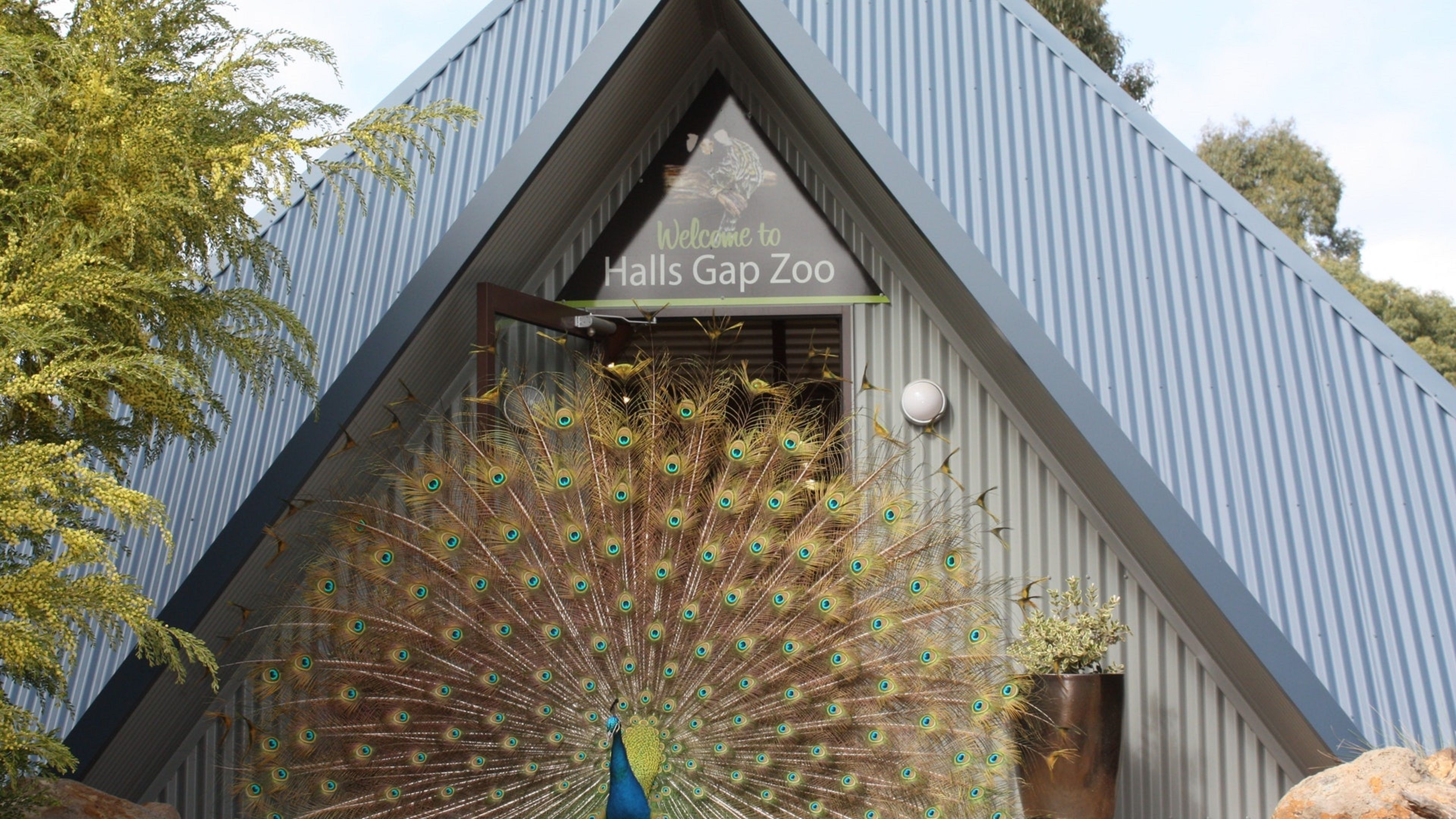 A peacock with its tail feathers fanned out, standing in front of a building with a sign that reads "Welcome to Halls Gap Zoo".