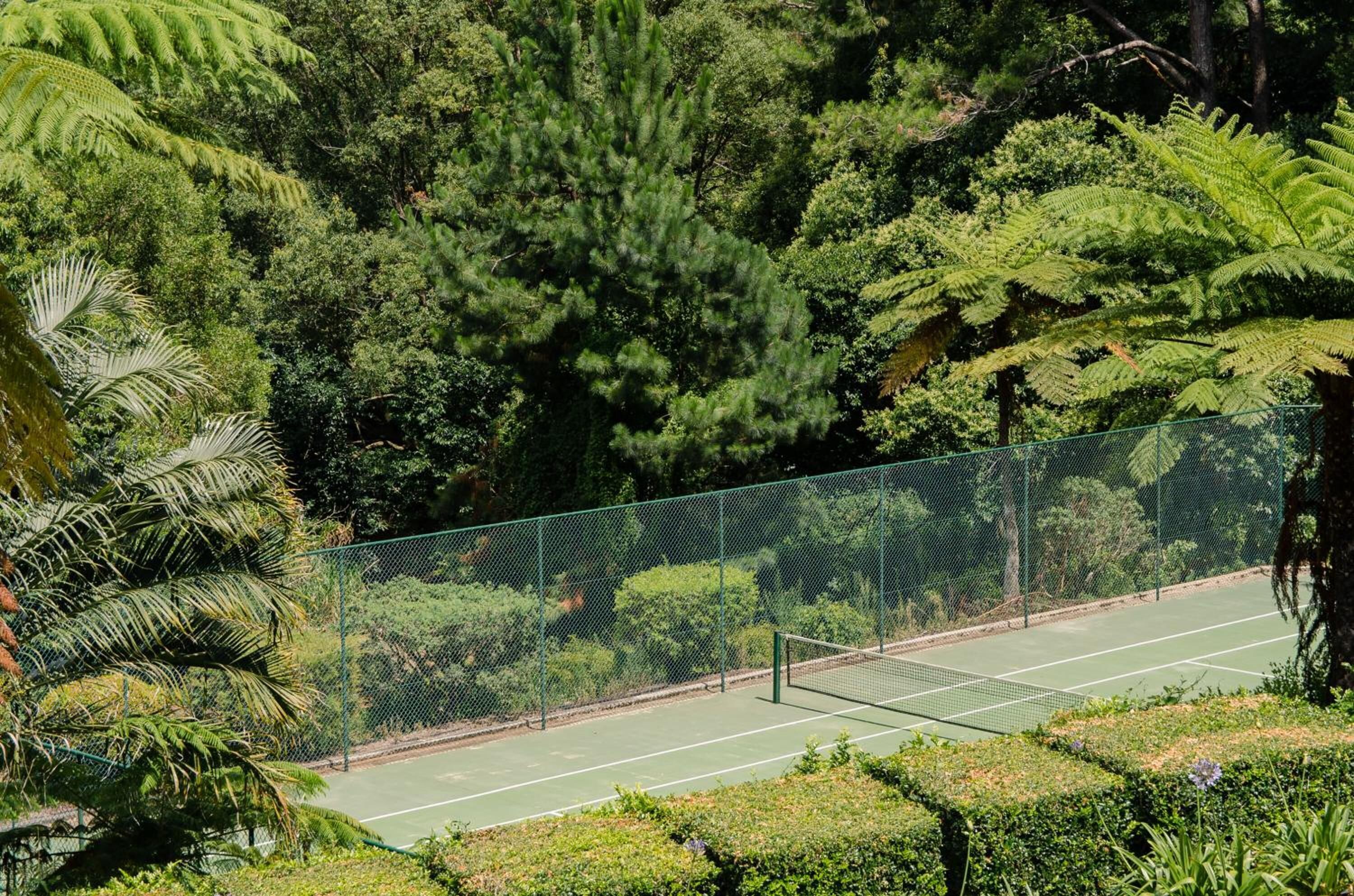 Una cancha de tenis rodeada de abundante vegetación y árboles.