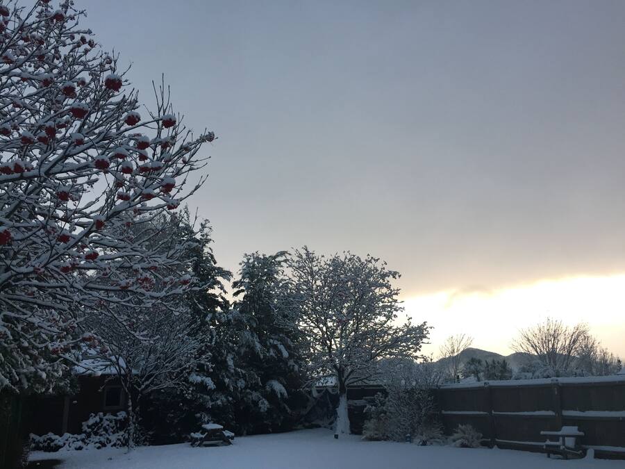 A snow-covered outdoor area with trees and a wooden bench.