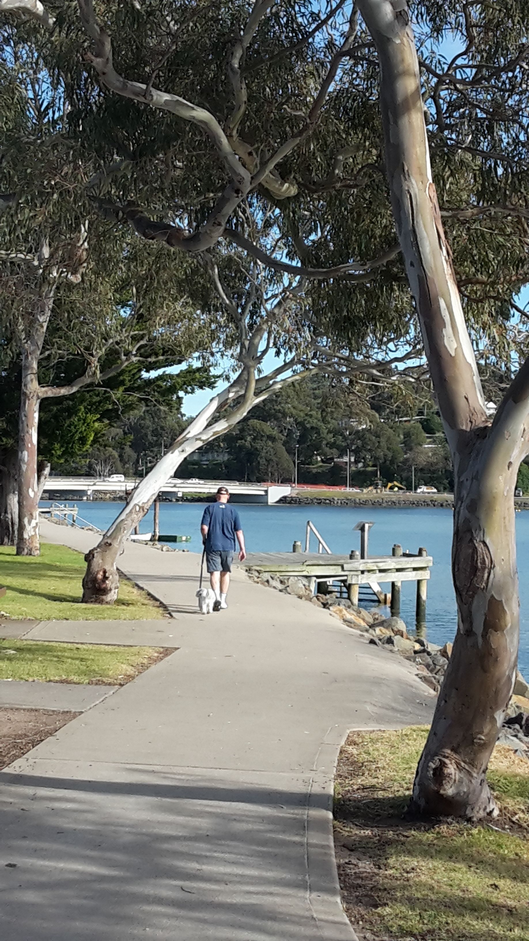A paved walkway with trees and a body of water in the background.