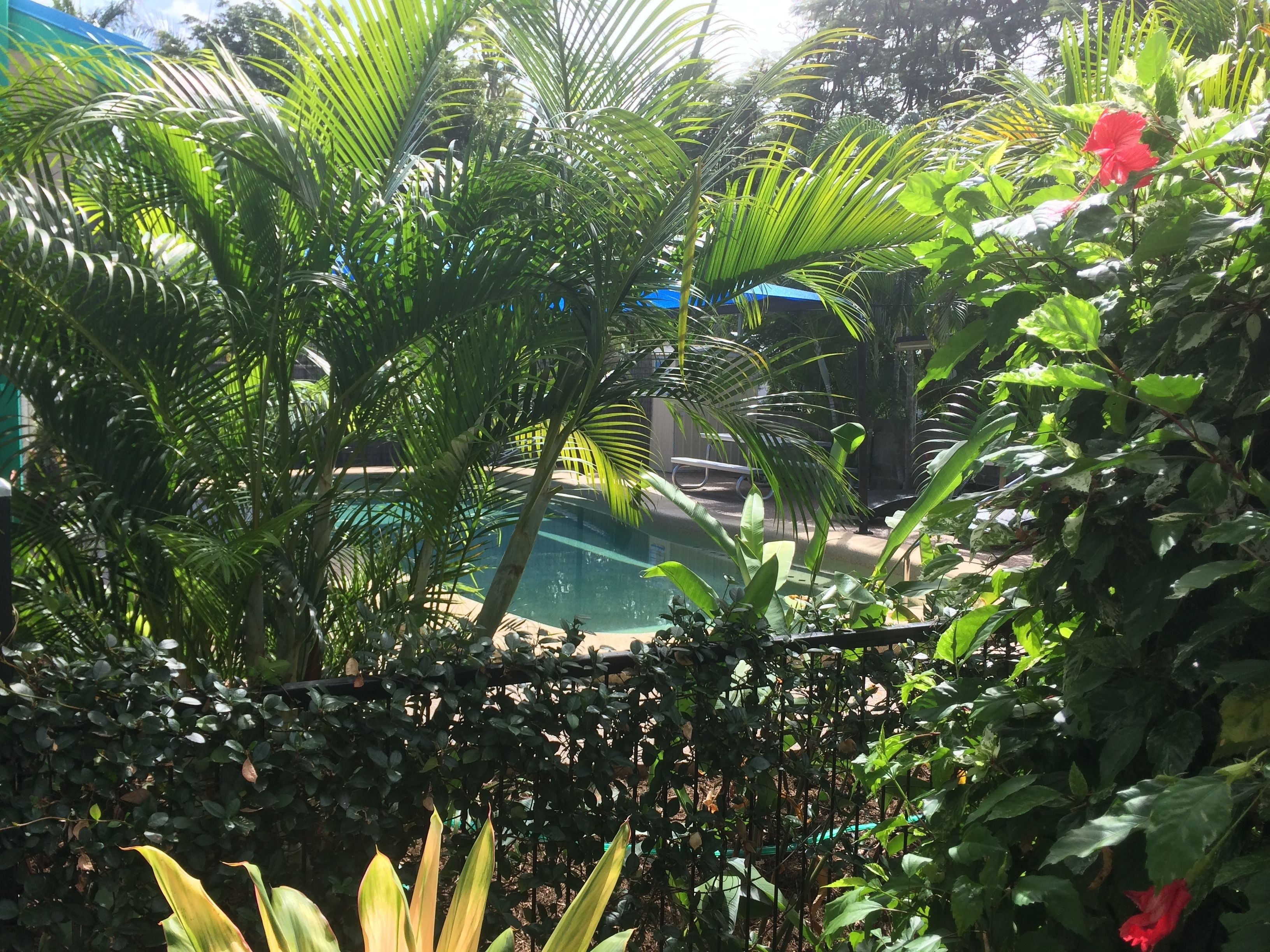 Ein üppiger Garten mit Pool, Palmen und verschiedenen Grünpflanzen.