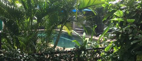 Ein üppiger Garten mit Pool, Palmen und verschiedenen Grünpflanzen.